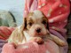 chiot type cavalier king charle mâle a donner 