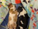Adoption chiot cavalier king charle 