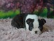 chiot border collie a donner mâle 