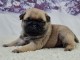 Je donne chiot carlin disponible 