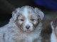 chiot berger australien mâle adorable 