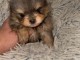 chiot spitz nain à adopter 
