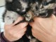Dons chiot spitz nain 