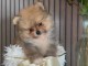 chiot spitz nain disponible mâle a donner 