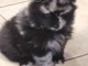 chiot spitz nain disponible 