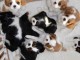 Pure chiots cavaliers king charle