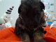 chiot berger allemand lof à donner femelle 