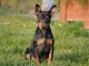 Annonce chiot pinscher nain 