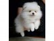 chiot spitz allemand race pure à vendre 