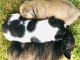 Deux chiots bouledogue français à donner 