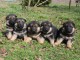Dons chiot berger allemand 