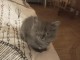 Je donne contre bon soin chatons 