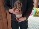 chiot teckel disponible à vendre 
