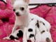 chiot chihuahua femelle et mâle disponible 