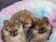 chiot spitz nain disponible 