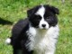 chiot berger australien lof mâle et femelle a donner 