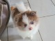 chiot spitz nain disponible pour adoption 