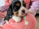chiot cavalier king charle femelle et mâle 