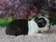 chiot Boston terrier disponible 