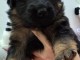 À adopter chiot berger allemand 