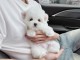 chiot bichon maltais mâle à adopter 