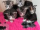 Adoption chatons maine coon LOOF 