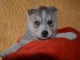 chiot sibérien husky a donner femelle 