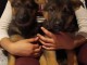 Deux chiots berger allemand a donner ensemble 