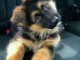 Berger Allemand mâle noir adorable 