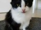 Je donne chaton disponible 