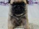chiot carlin a donner femelle 