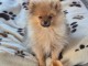 chiot spitz allemand âge de 3 moi a donner 