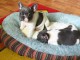 chiot bouledogue français 