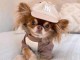 Chiot chihuahua femelle a donner 