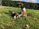chiot beagle lof femelle a donner 