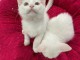 Adoption chatons disponible 