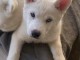 chiot type husky sibérien 