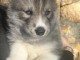 Sibérien Husky à adopter 