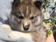 chiot husky sibérien à adopter 