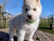 chiot sibérien husky aux yeux bleus sont disponible 