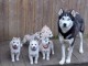 chiot sibérien husky a donner 