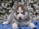 chiot sibérien husky femelle a donner 