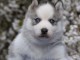 chiot husky sibérien à donner 