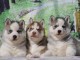 Trois petits chiots Sibérien Husky a donner 
