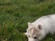 chiot husky sibérien pour adoption 