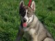 chiot husky sibérien adorable 