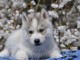 chiot sibérien husky a donner mâle 