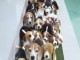 Chiots d’apparences Beagles 