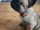 chiot bouledogue français a donner femelle 