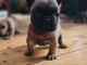 Chiot bouledogue français disponible 